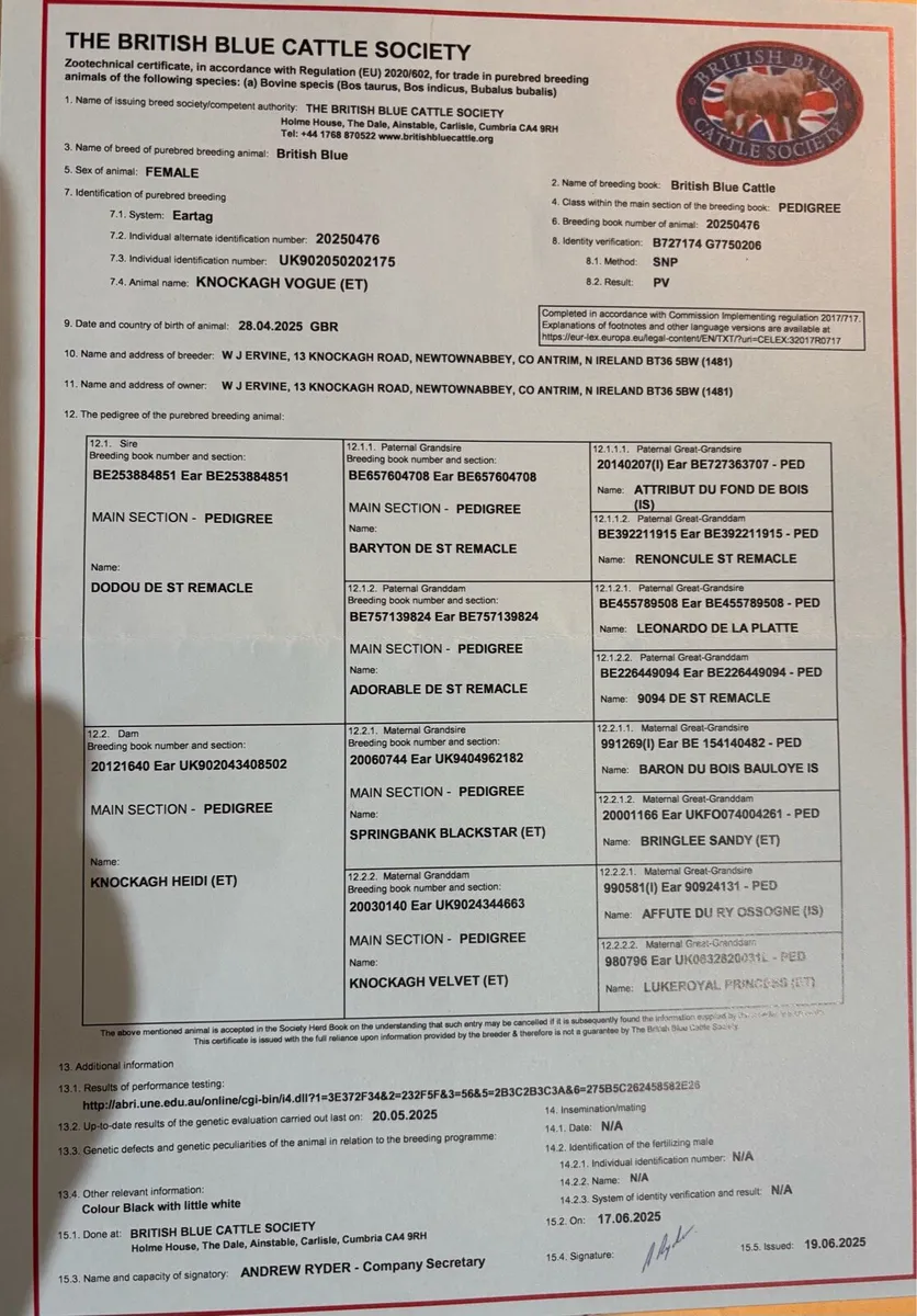 Show heifer - Image 4