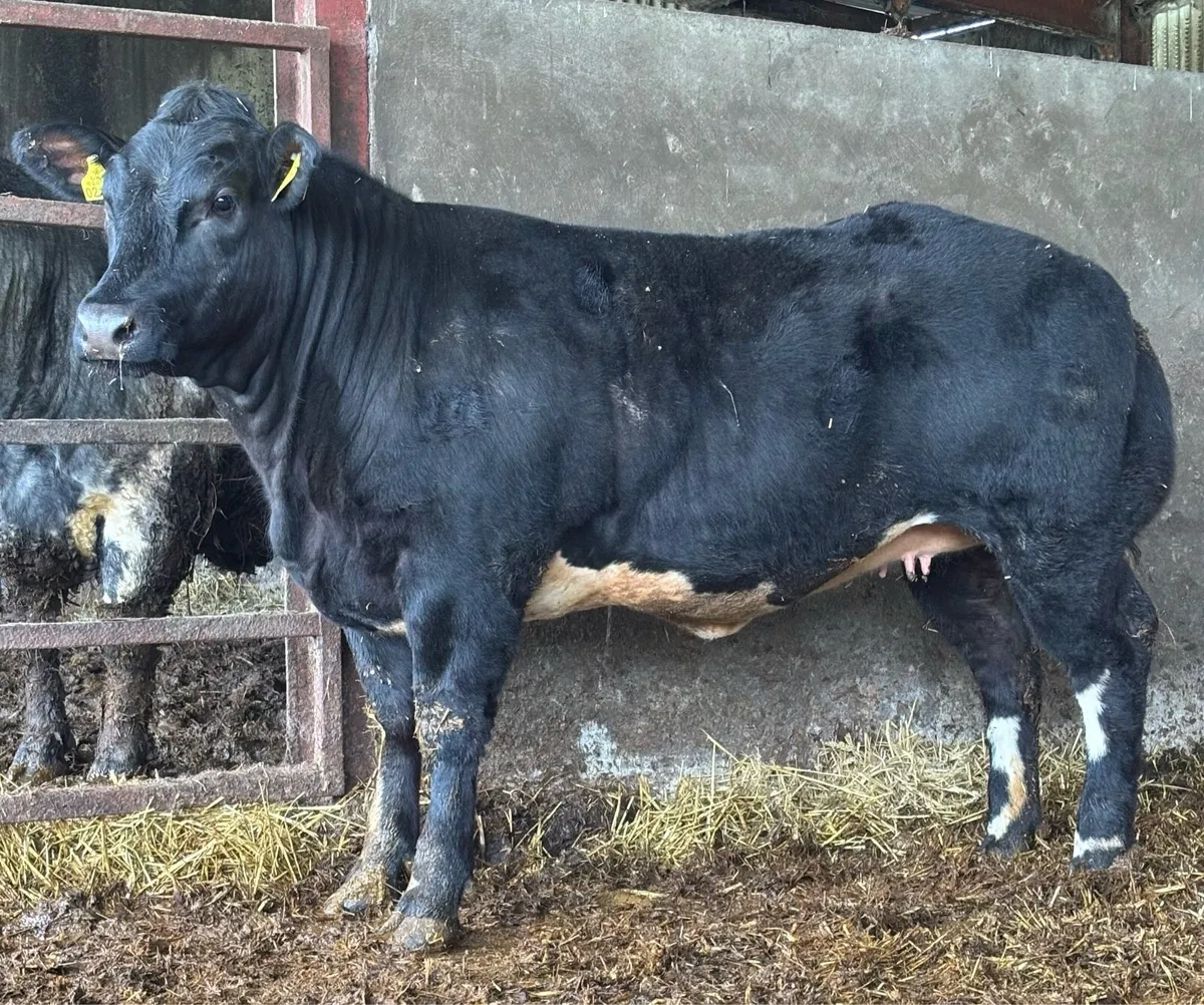 Show heifer - Image 1