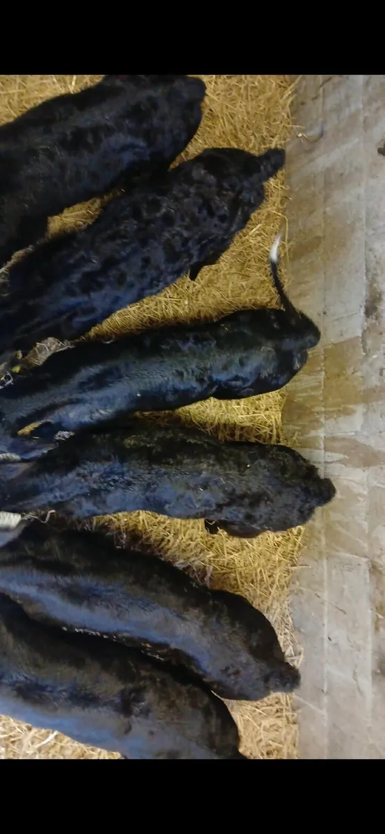 Suck calves - Image 3