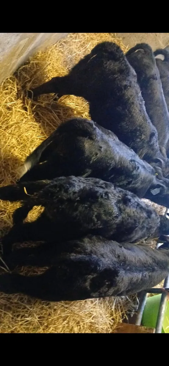 Suck calves - Image 1