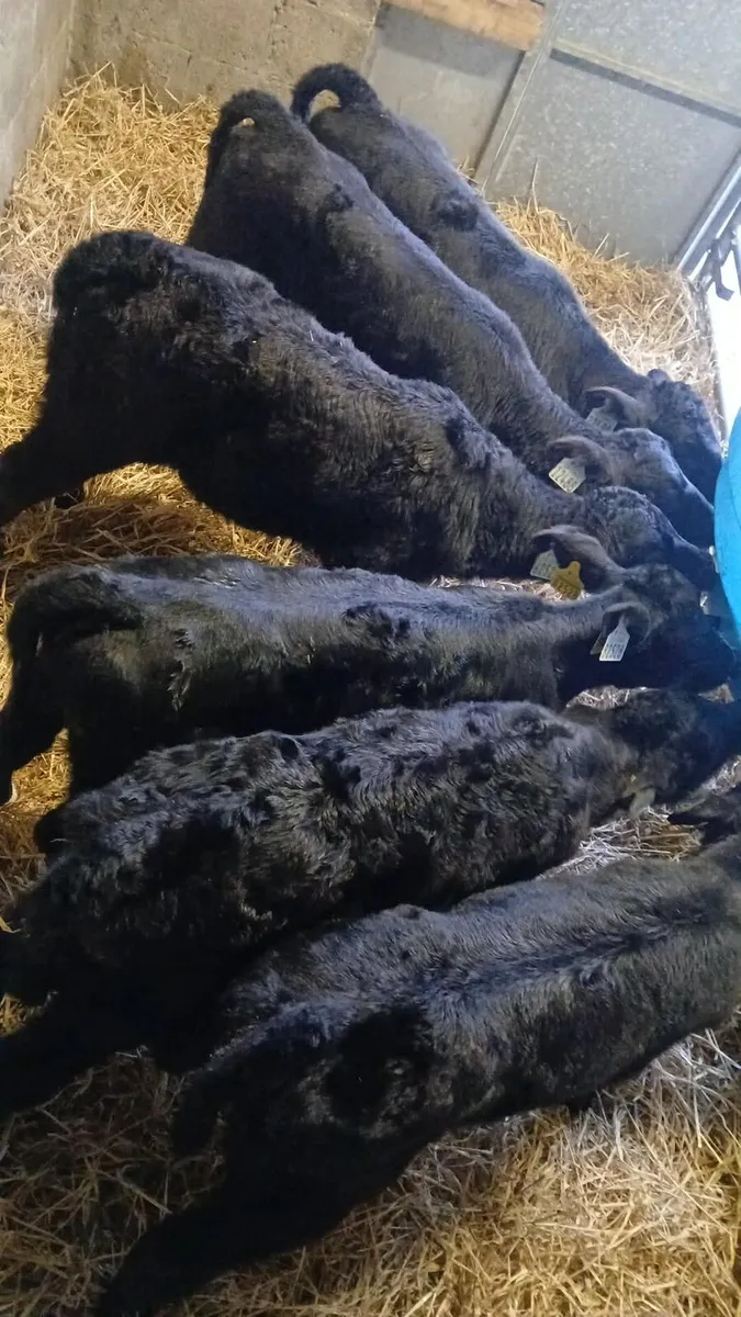 Suck calves - Image 2