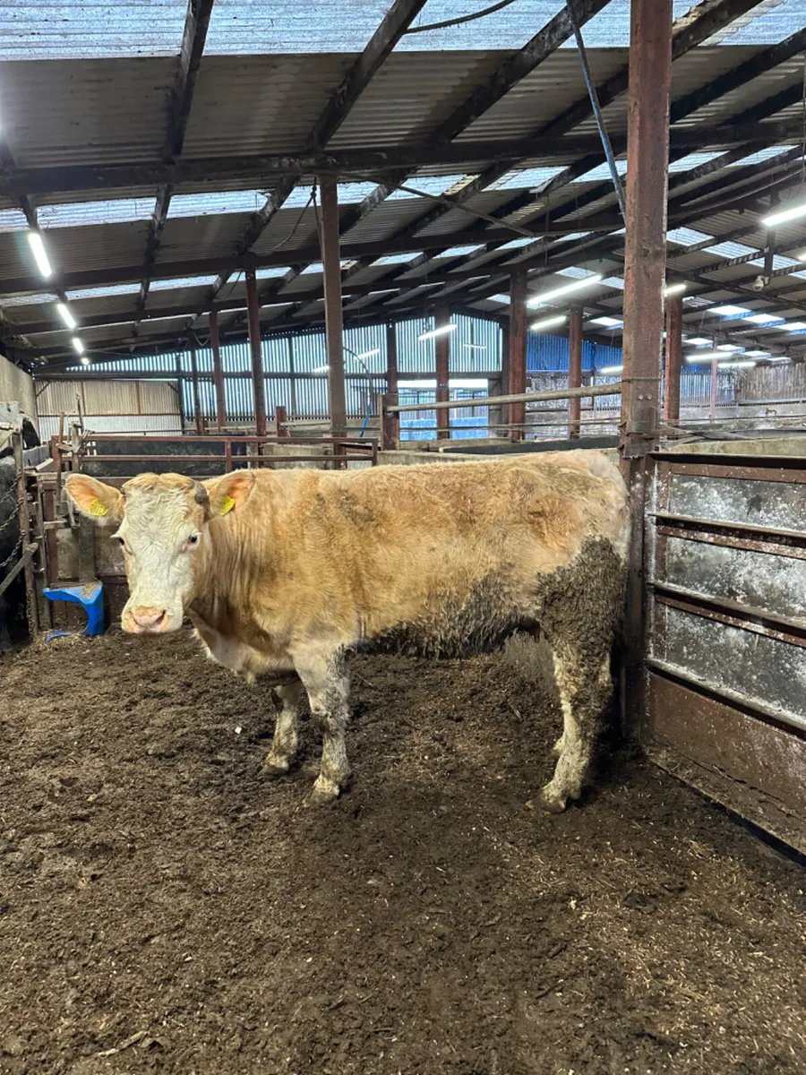 Charolais springer - Image 2