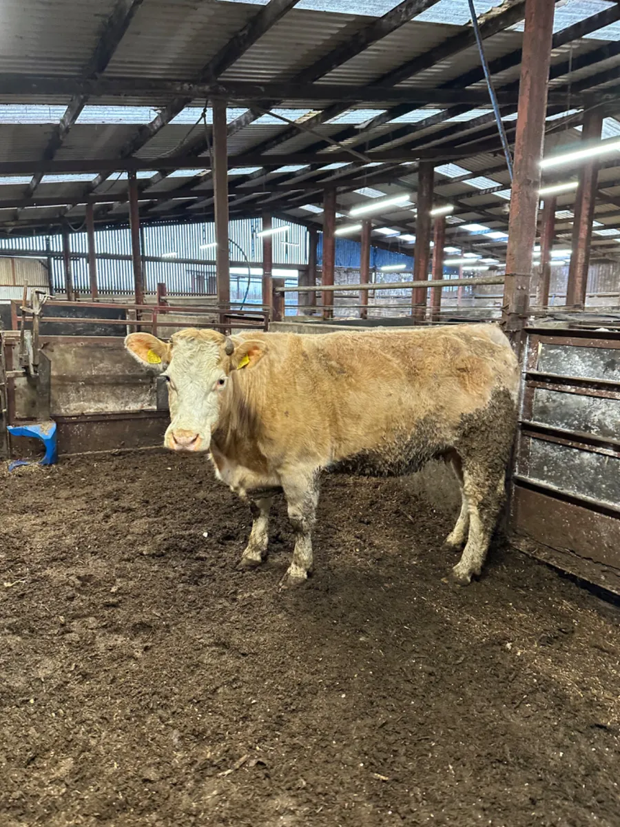 Charolais springer - Image 1