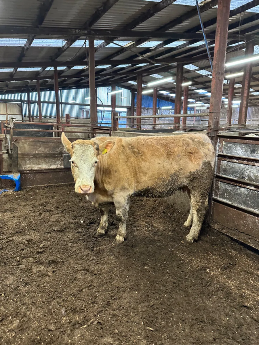 Charolais springer - Image 4