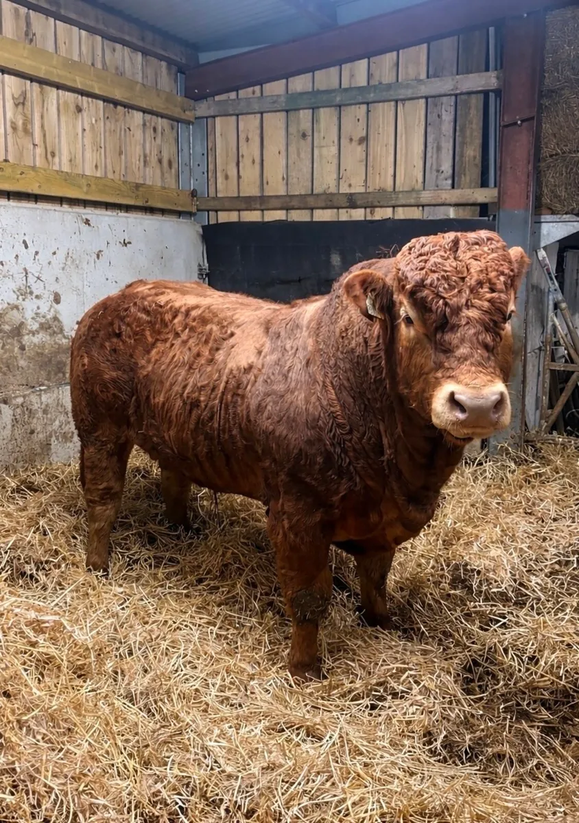 Limousin bull - Image 1