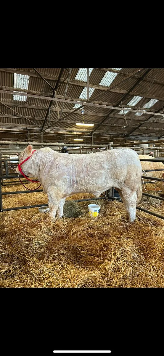 Bull Ballinasloe mart 21st March - Image 1