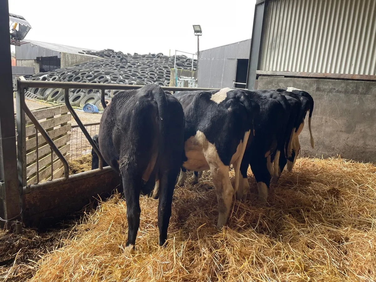 5 Friesian Heifers in calf to Angus - Image 2