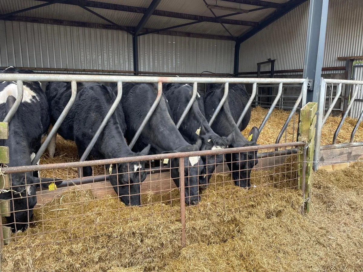 5 Friesian Heifers in calf to Angus - Image 3