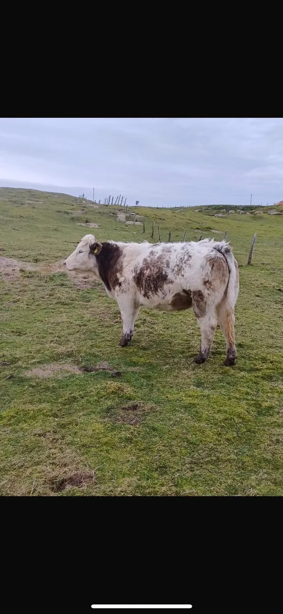X2 AI bred Belgian Blue Heifers - Image 2