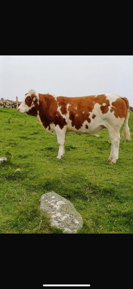X2 AI bred Belgian Blue Heifers - Image 3