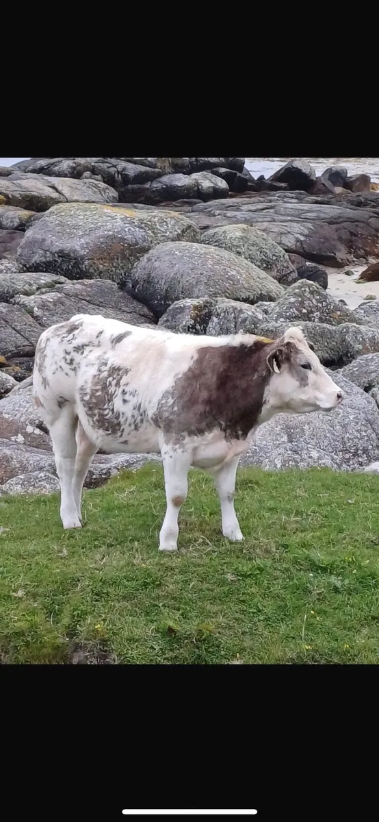 X2 AI bred Belgian Blue Heifers - Image 1