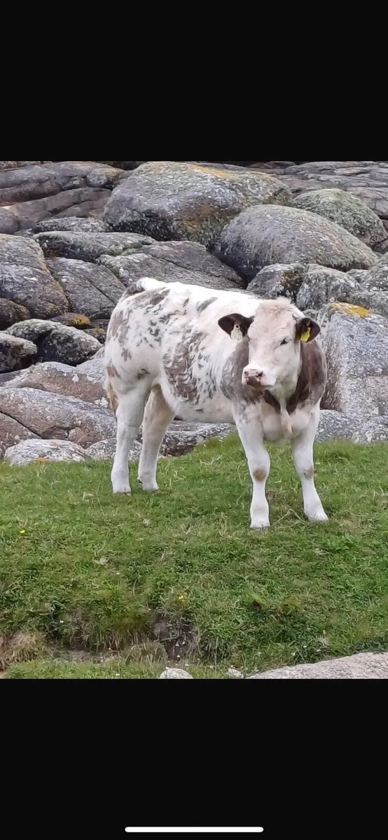 X2 AI bred Belgian Blue Heifers - Image 4