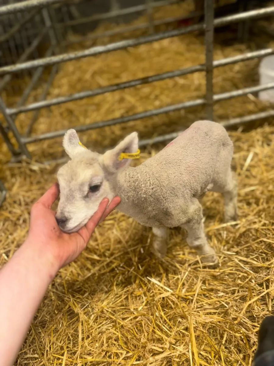 Foster lamb - Image 1