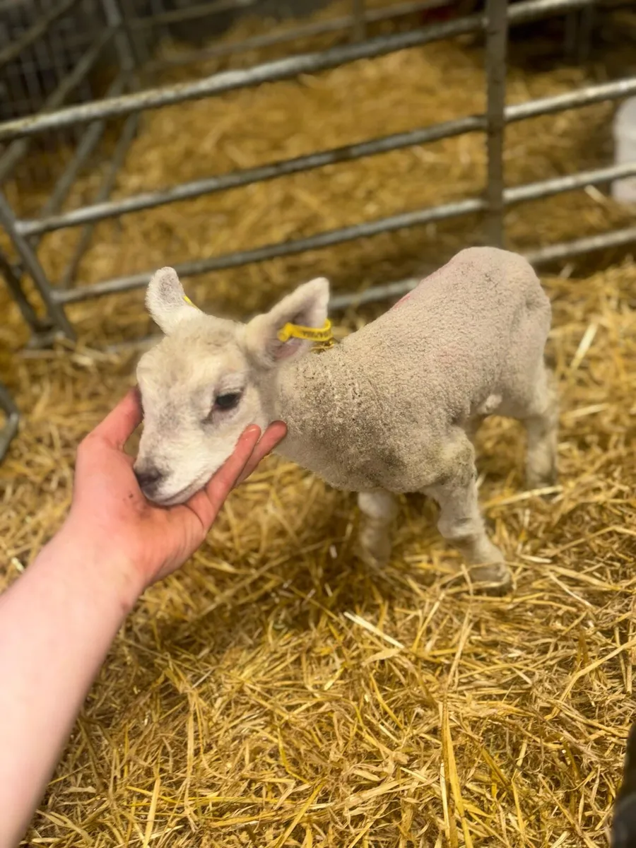 Foster lamb - Image 2