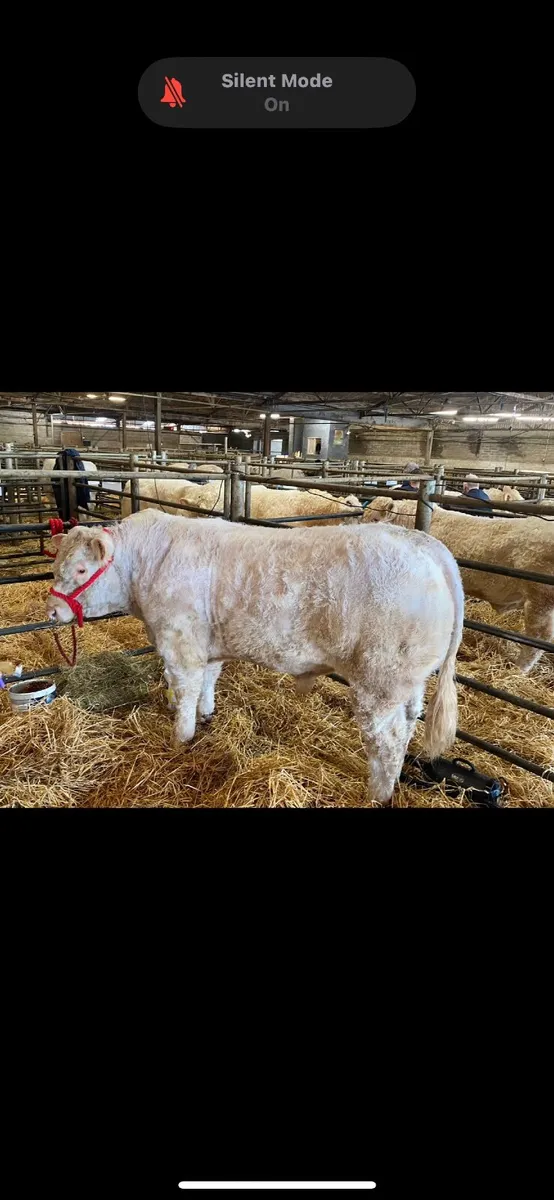 Bull Ballinasloe mart 21st March - Image 2