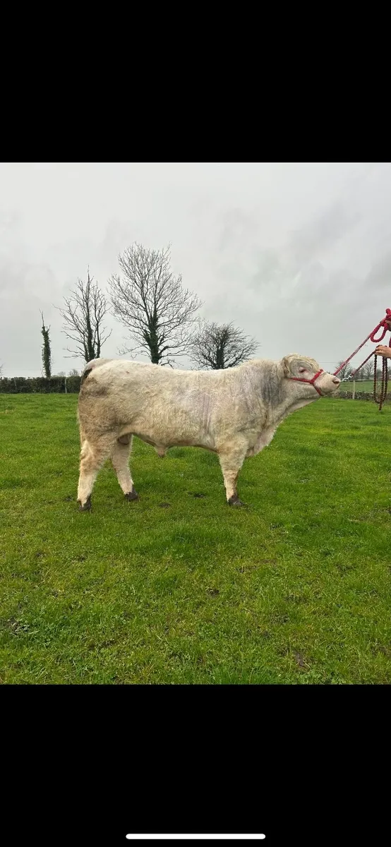 Bull Ballinasloe mart 21st March - Image 3