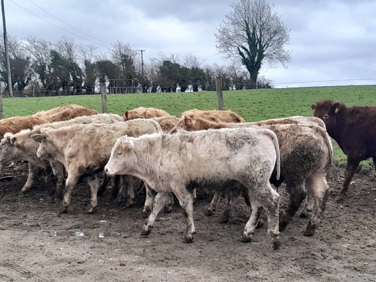 16 Smashing Charlaois bullocks - Image 1
