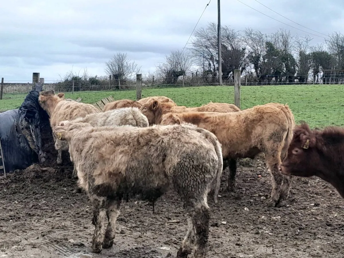16 Smashing Charlaois bullocks - Image 2