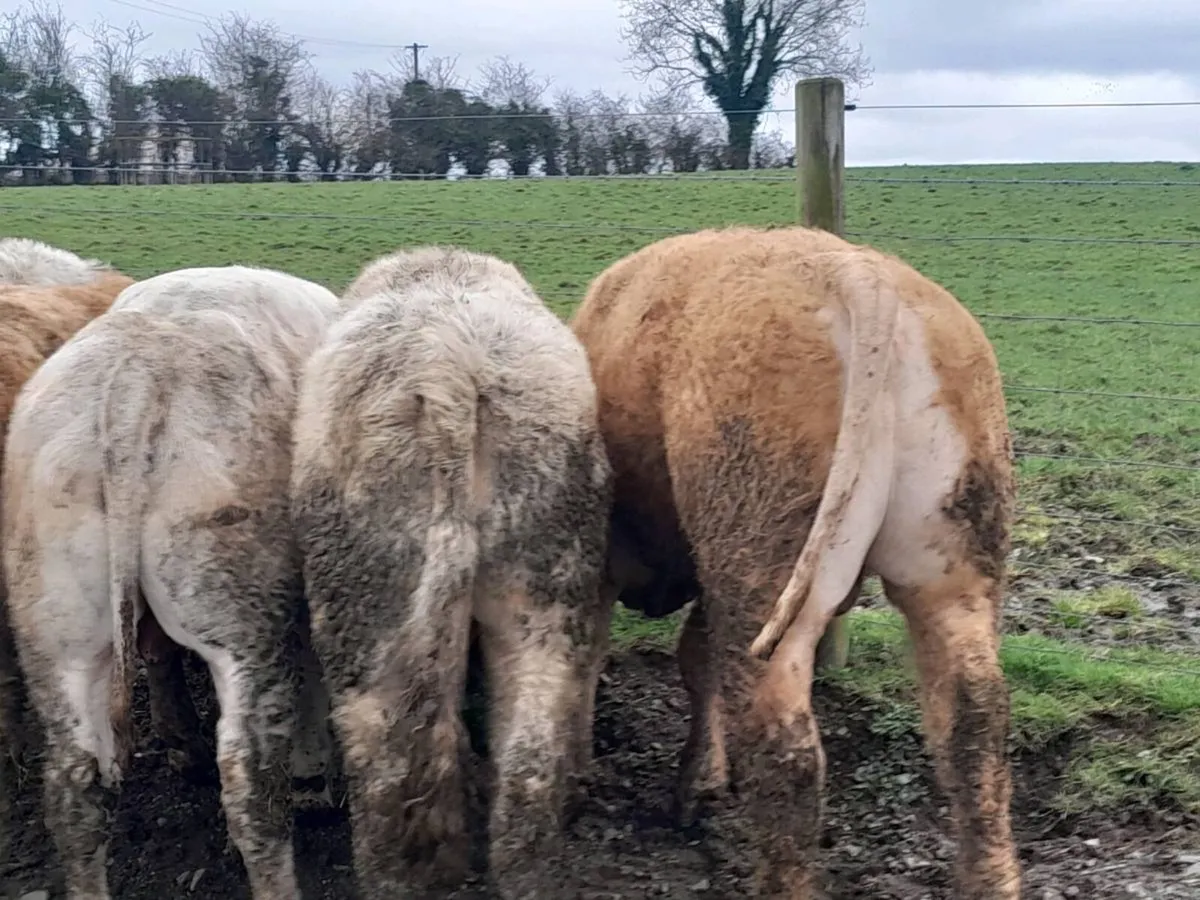 16 Smashing Charlaois bullocks - Image 4