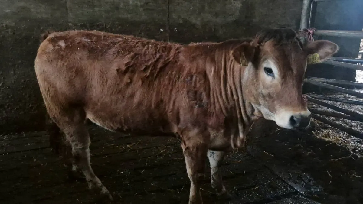 Organic weanlings - Image 4