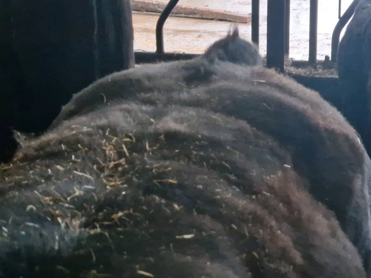 Organic weanlings - Image 1