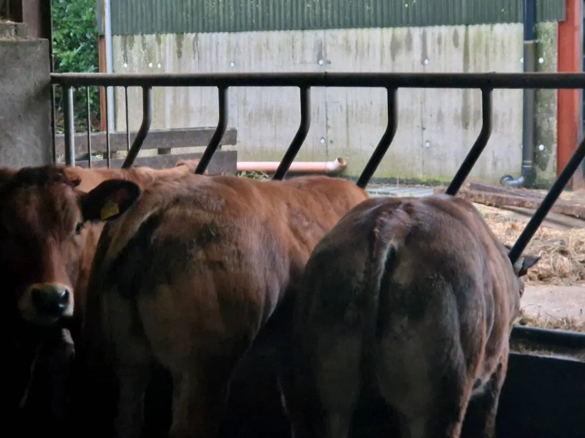 Organic weanlings - Image 2