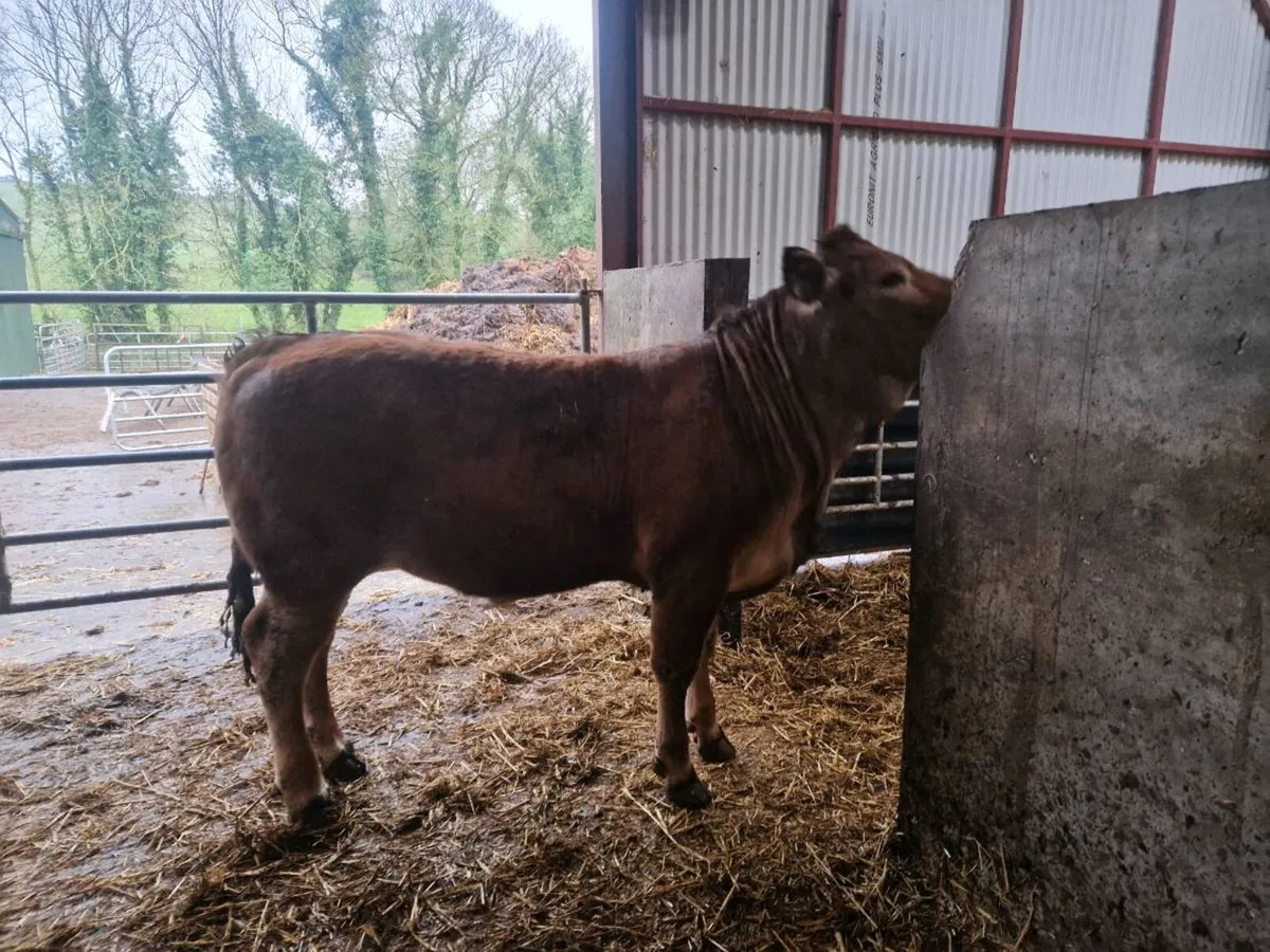 Organic weanlings - Image 3