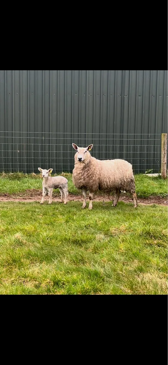 Ewe + single lamb - Image 1