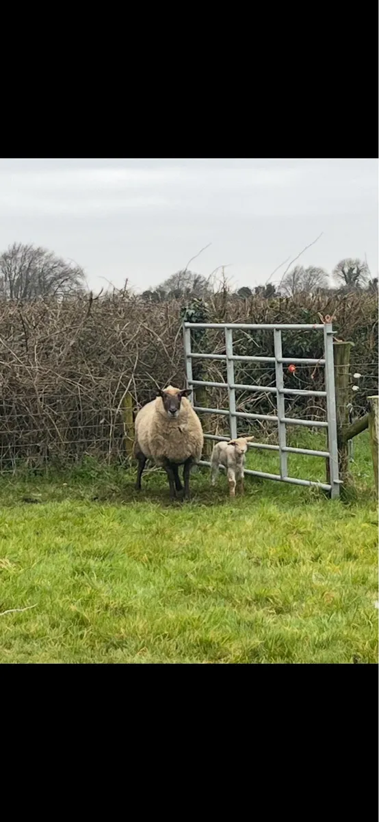 Ewe + single lamb - Image 2