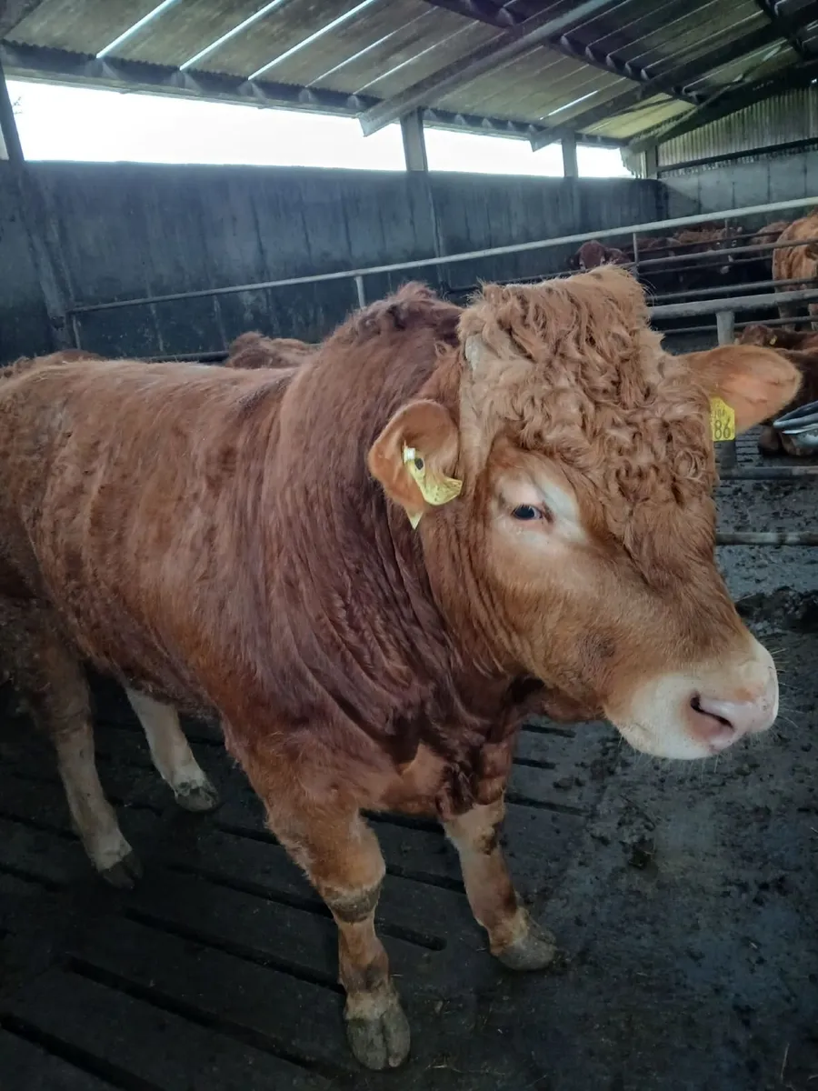 Pedigree Limousin Bulls - Image 1