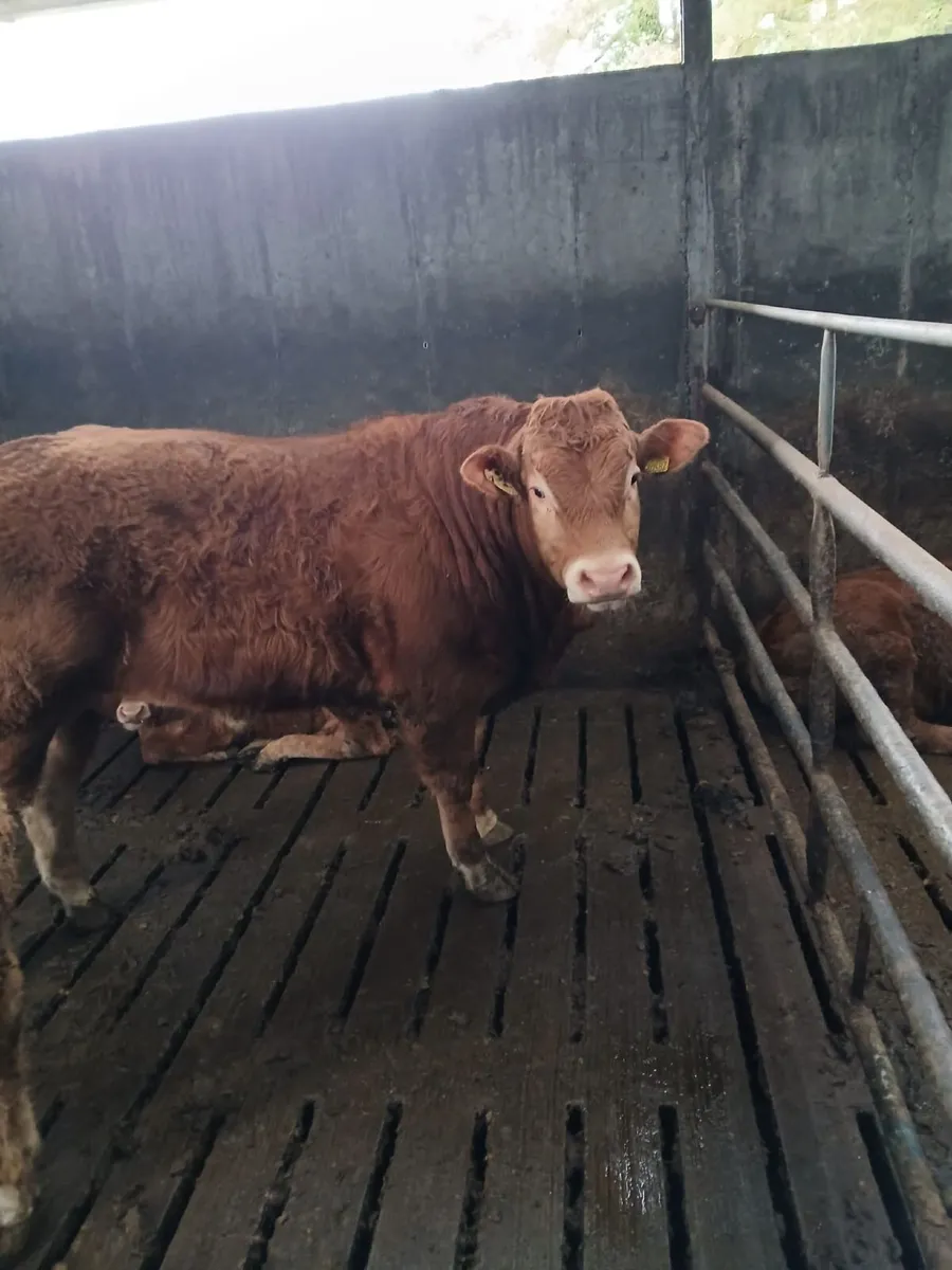 Pedigree Limousin Bulls - Image 2