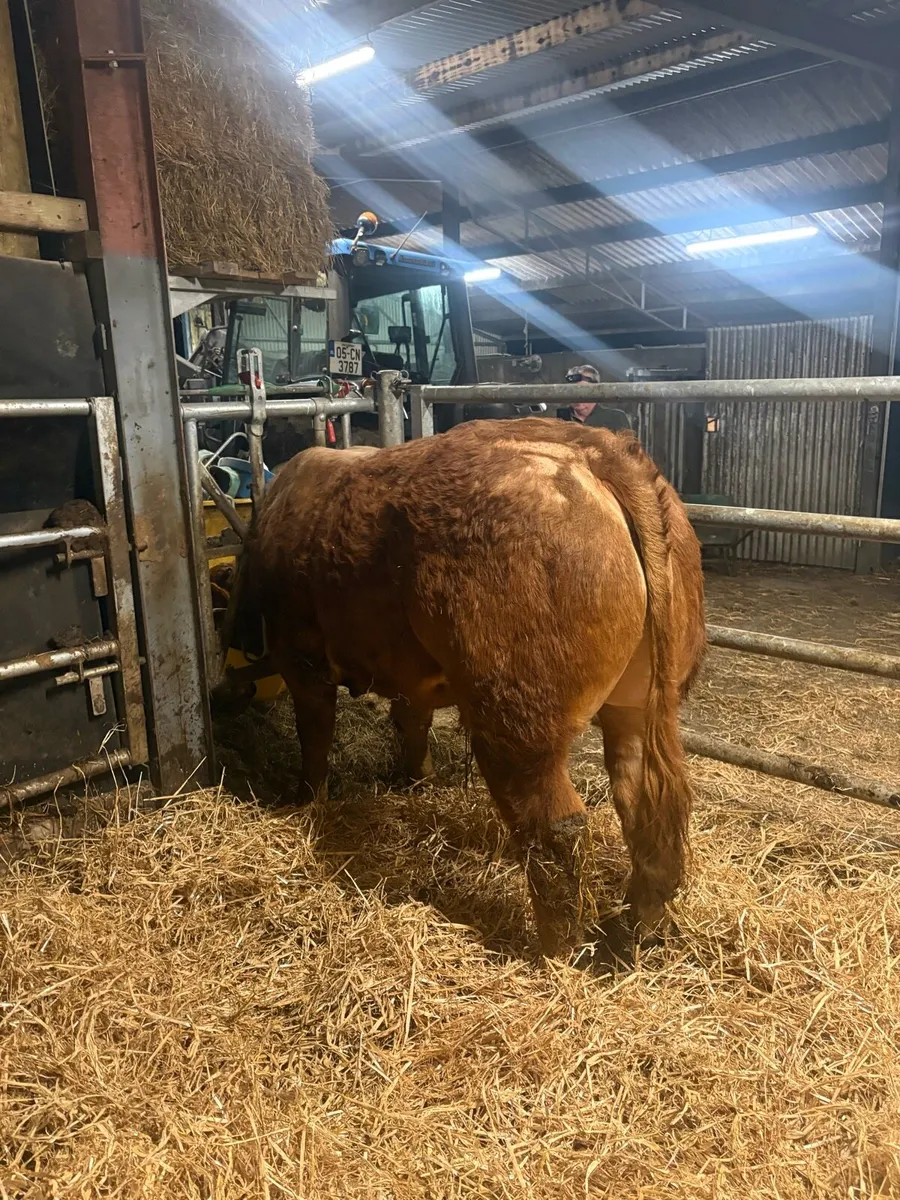 Limousin bull - Image 3