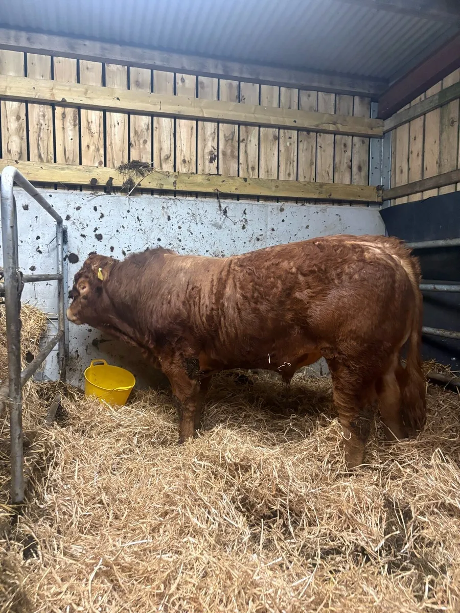 Limousin bull - Image 4