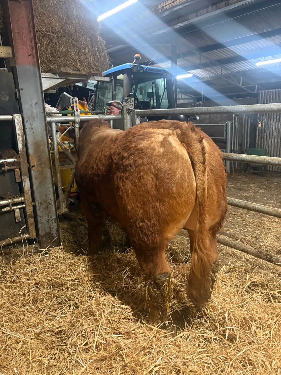 Limousin bull - Image 2