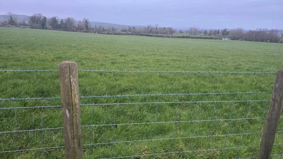 Grazing for sheep - Image 2