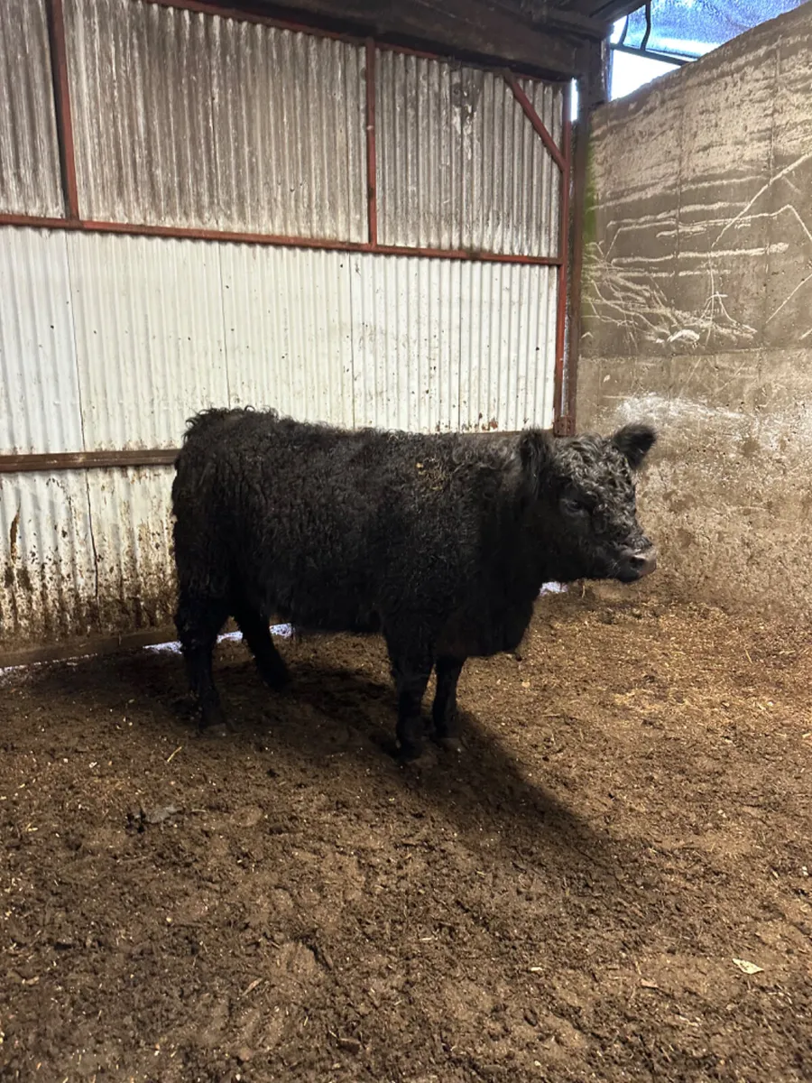 Pedigree Galloway springing heifer - Image 2