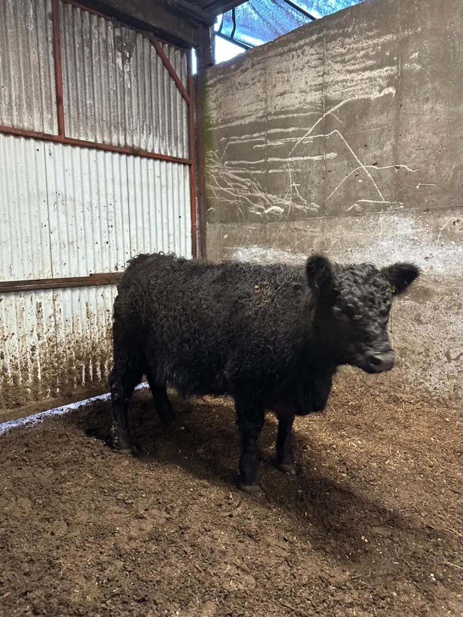 Pedigree Galloway springing heifer - Image 1