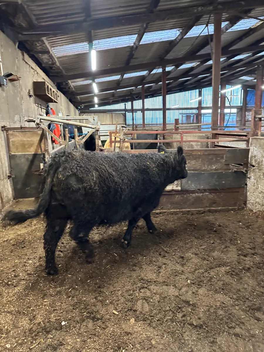 Pedigree Galloway springing heifer - Image 4