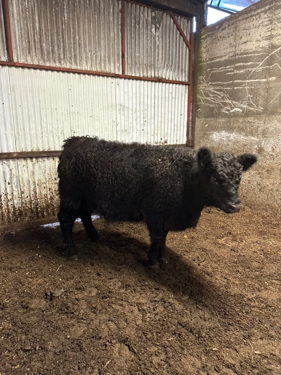 Pedigree Galloway springing heifer - Image 3