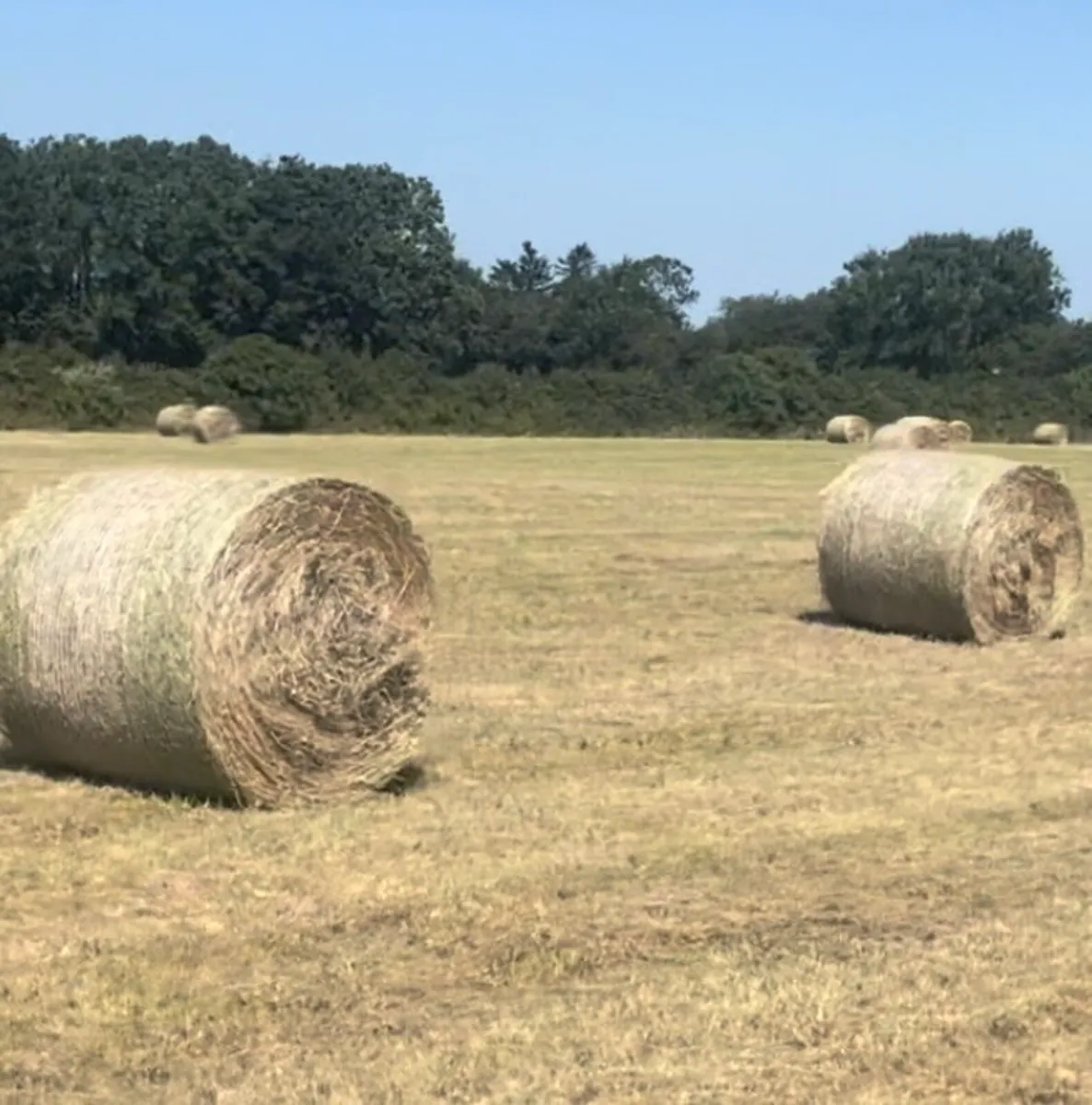 Hay for sale - Image 1