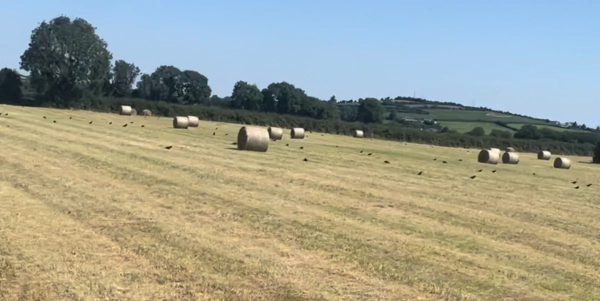 Hay for sale - Image 4