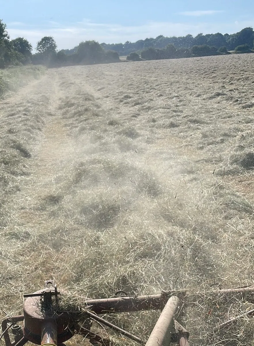 Hay for sale - Image 2