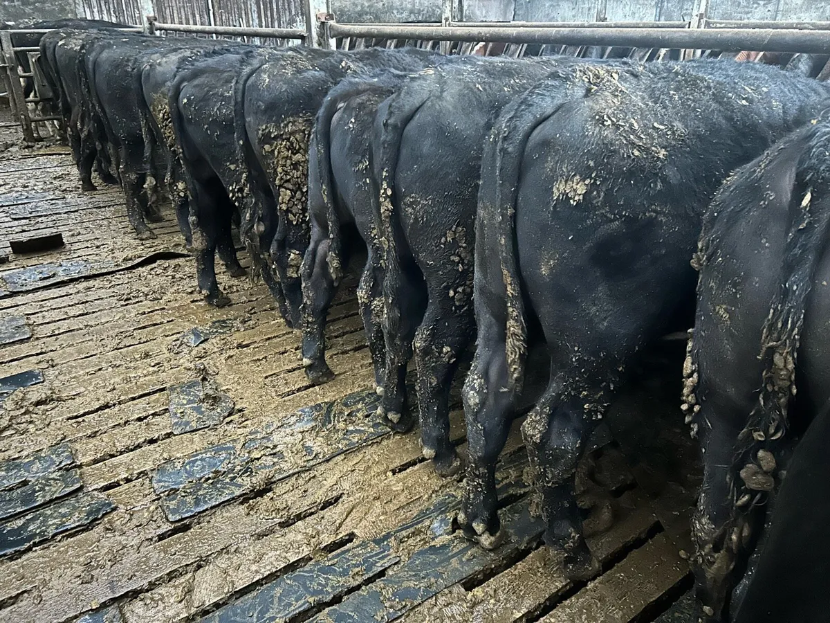 Angus Feeding Bulls - Image 2