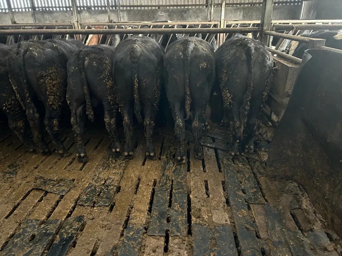 Angus Feeding Bulls - Image 3