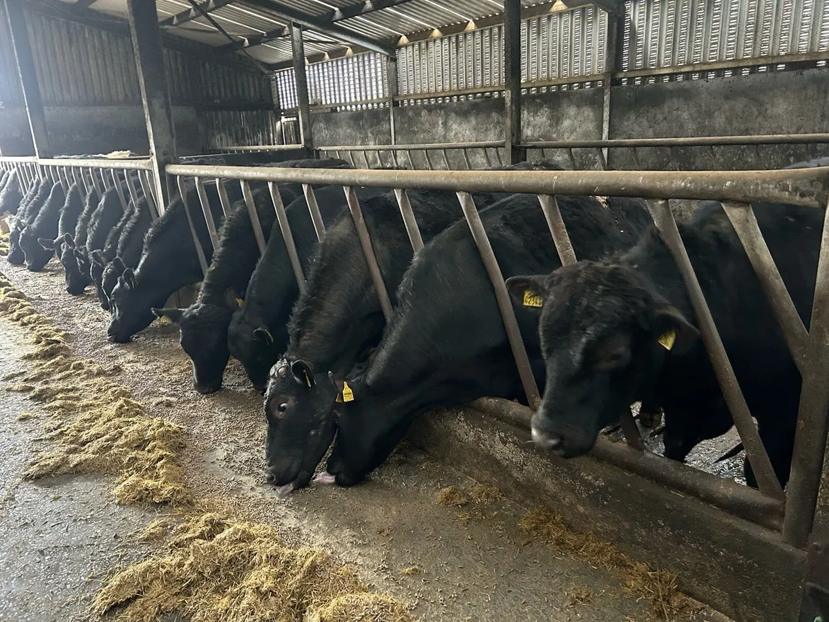 Angus Feeding Bulls - Image 1