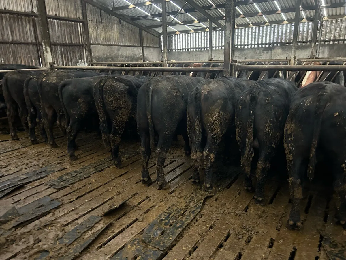 Angus Feeding Bulls - Image 4