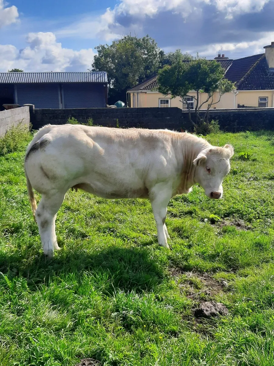 🌟🌟BREEDING SHOW HEIFER🌟🌟 - Image 1