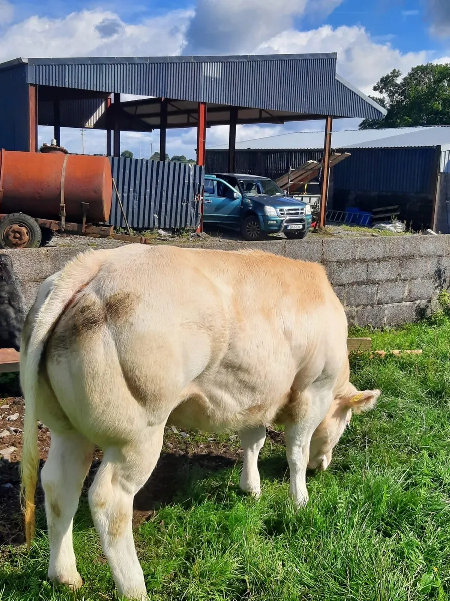 🌟🌟BREEDING SHOW HEIFER🌟🌟 - Image 2