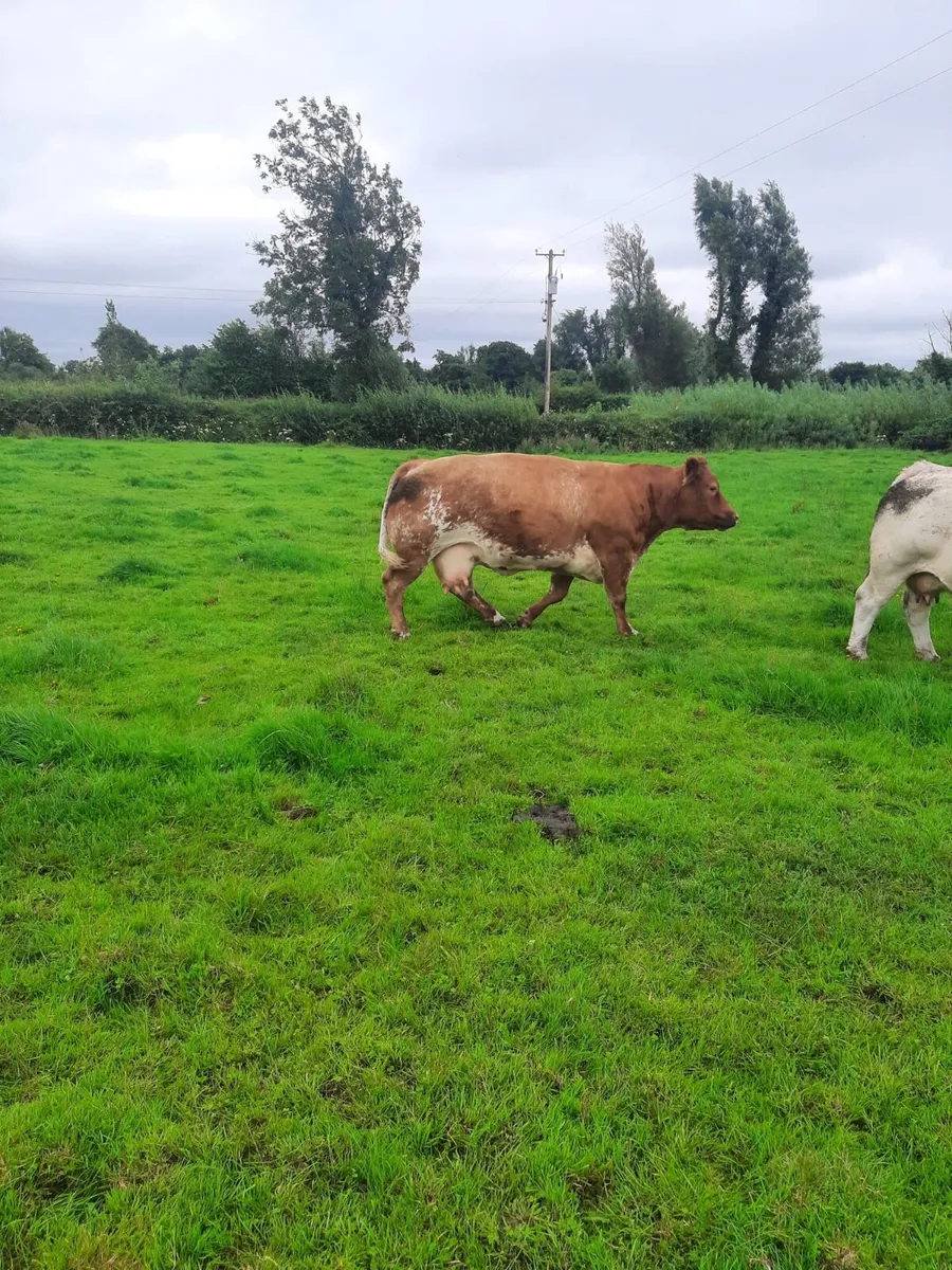 🌟🌟BREEDING SHOW HEIFER🌟🌟 - Image 3