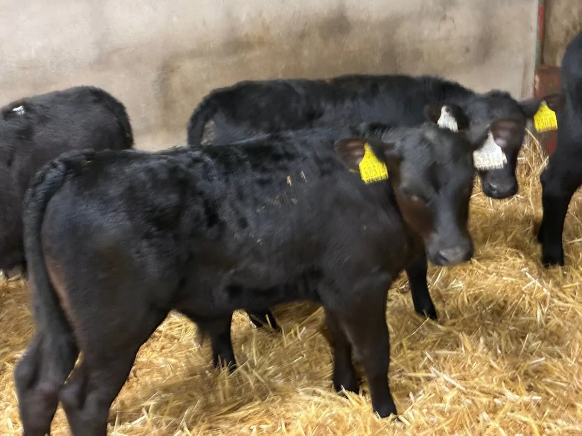 Real Proper R Grade AA Bull Calves - Image 3